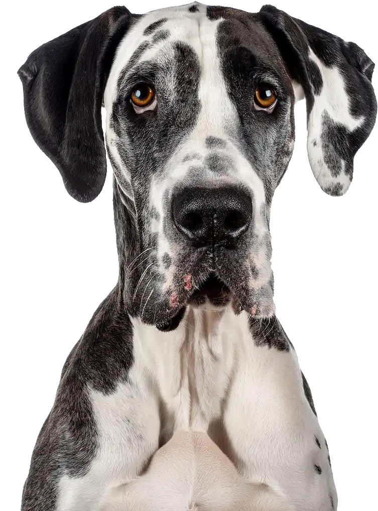 Great Dane