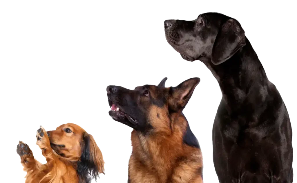 Dogs