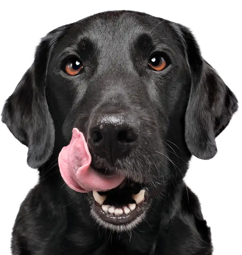 Happy Black Dog